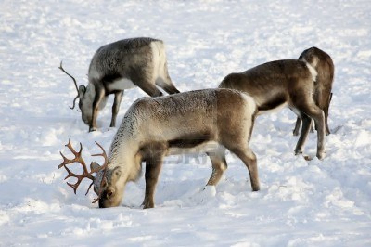 1005871-reindeer-in-natural-enviroment-in-scandinavia
